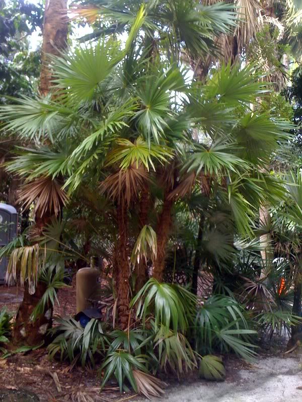 palm1.jpg