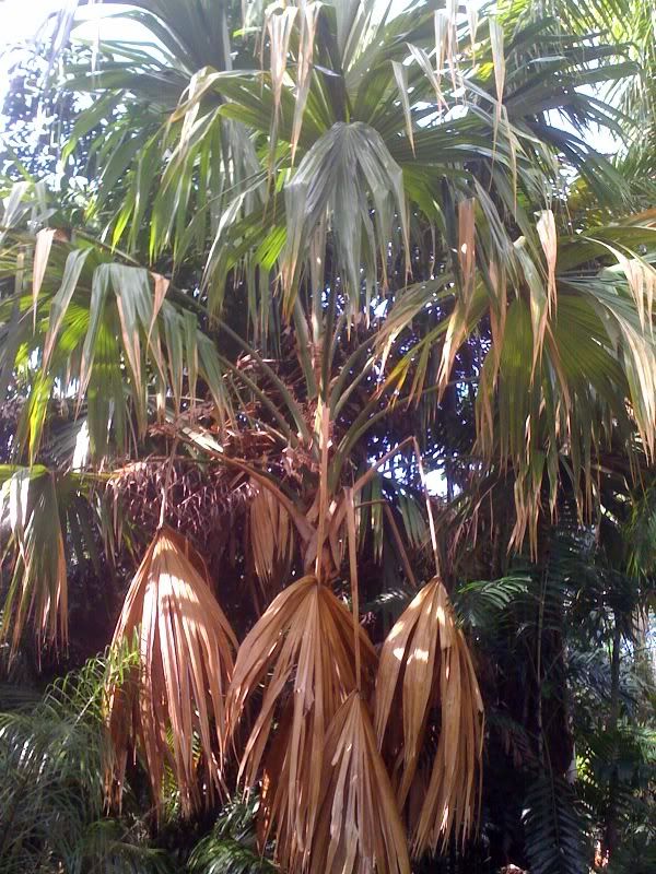 palm3.jpg