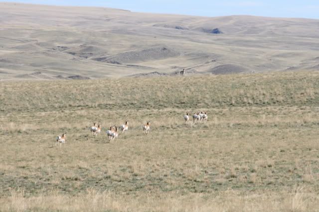 Pronghorns on The Praire