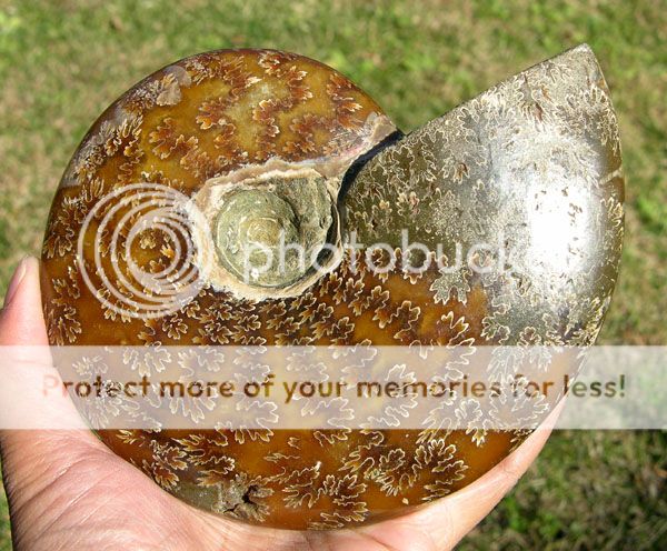 Large Lovely Ammonite Ammolite Fossil Madagascar Cretaceous 