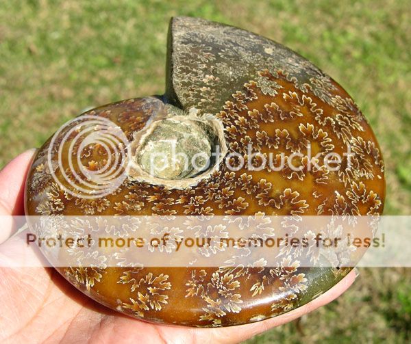 Large Lovely Ammonite Ammolite Fossil Madagascar Cretaceous 