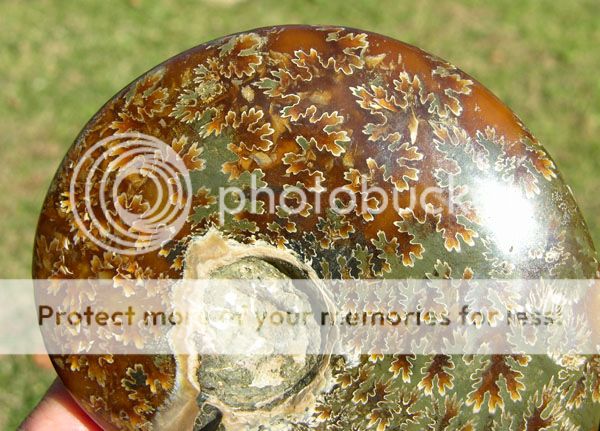 Large Lovely Ammonite Ammolite Fossil Madagascar Cretaceous 