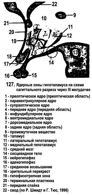 musculus trapezius
