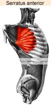 M serratus anterior