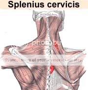 Splenius Cervicis мышца