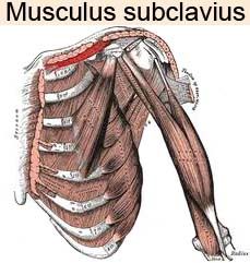 Subclavius