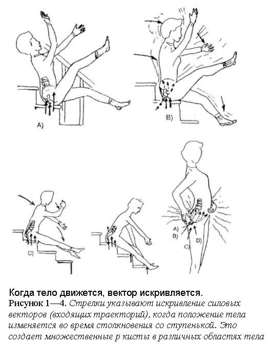 musculus trapezius