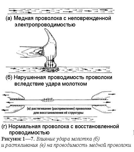 musculus trapezius