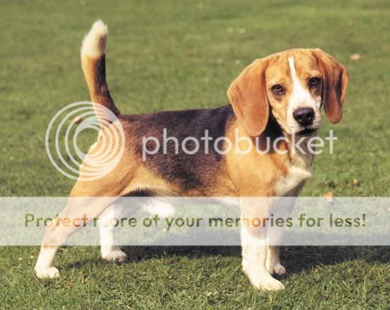 beagle dog Pin on coonhounds & other hounds!!!!!