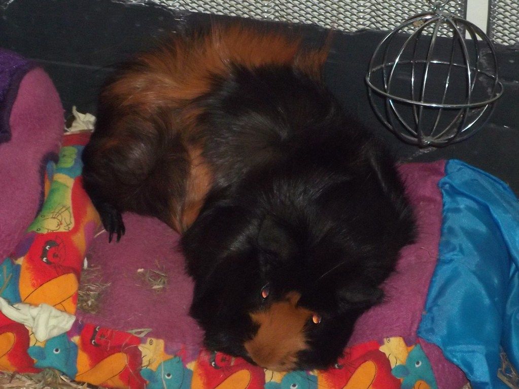 pigggggggggggggggggggggggs038.jpg