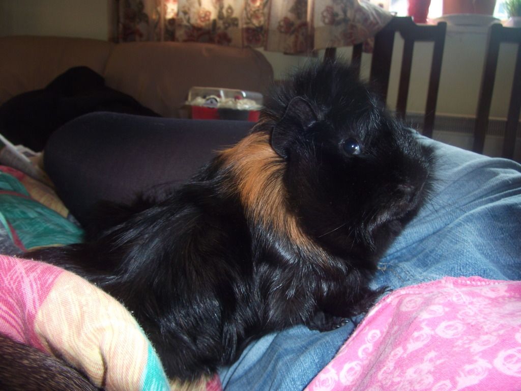 piggybaths004.jpg