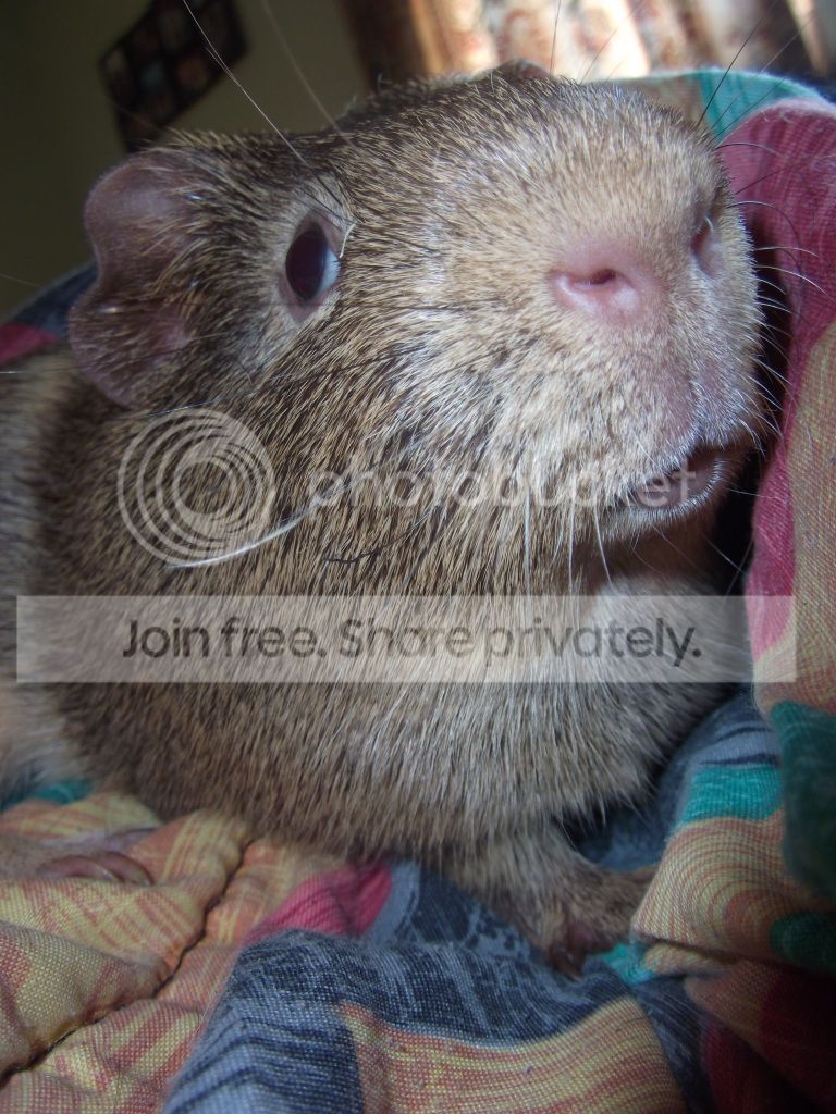 piggybaths008.jpg