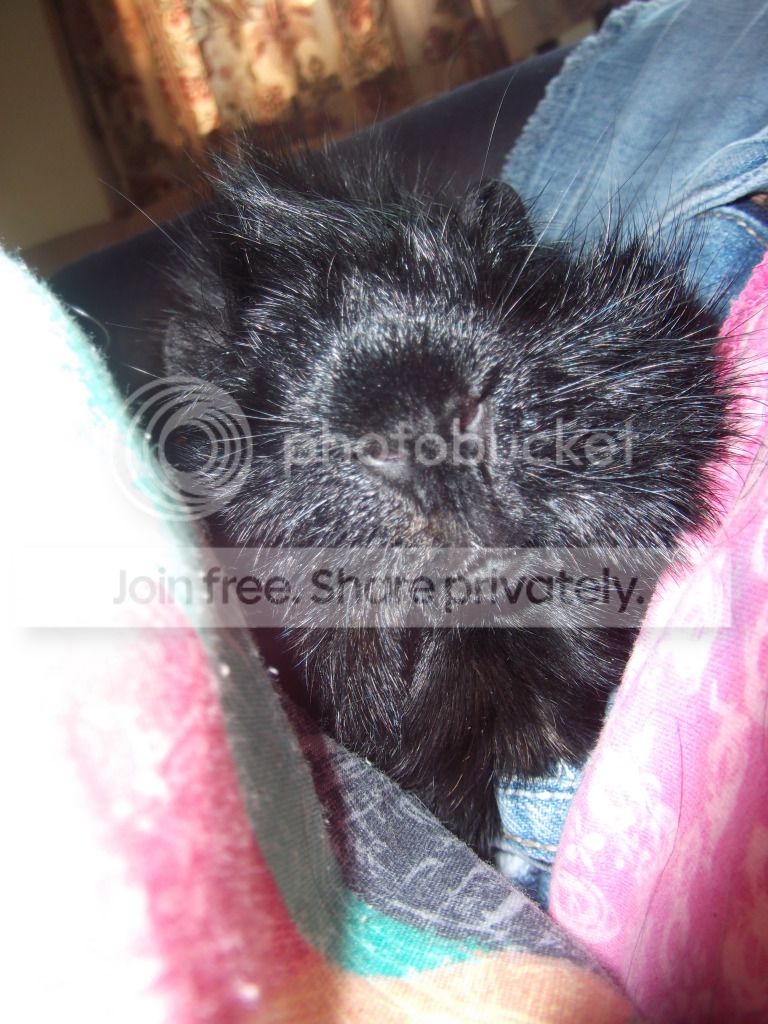 piggybaths010.jpg