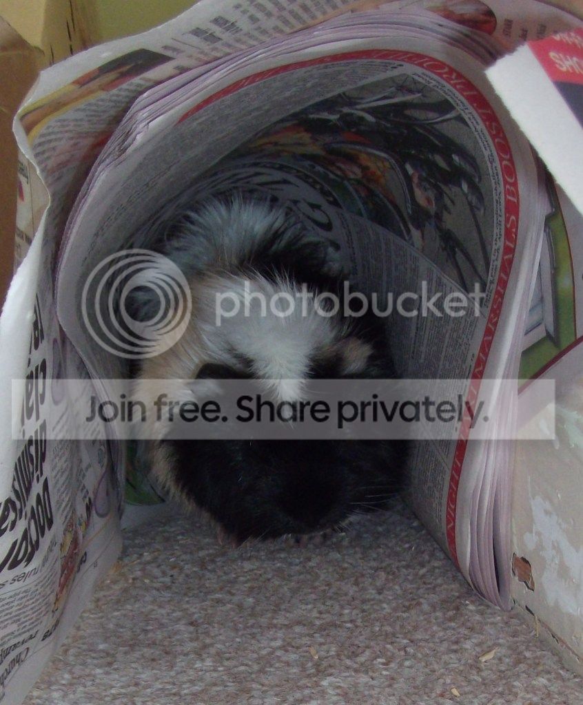 piggybaths025.jpg
