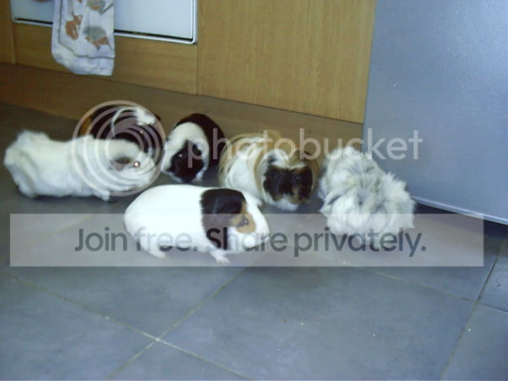 pigs5.jpg