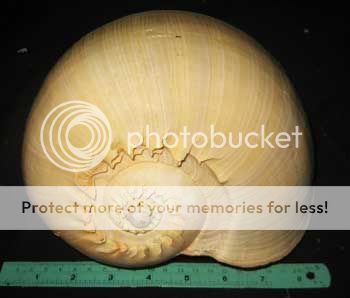 inchs HUGE & HEAVY (850 g) Melo Aethiopica Seashell Sea Shell 