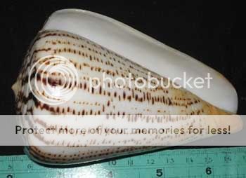 117 mm HUGE & HEAVY UNKNOW Conus Cone Sea Shell Seashell ##2  