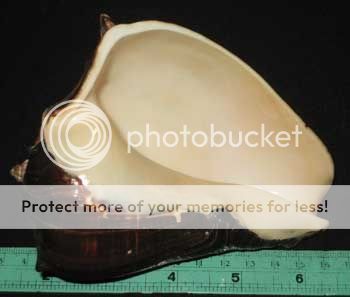 135 mm Large Melongena Patula Crown Conch Seashell Sea Shell ##3 